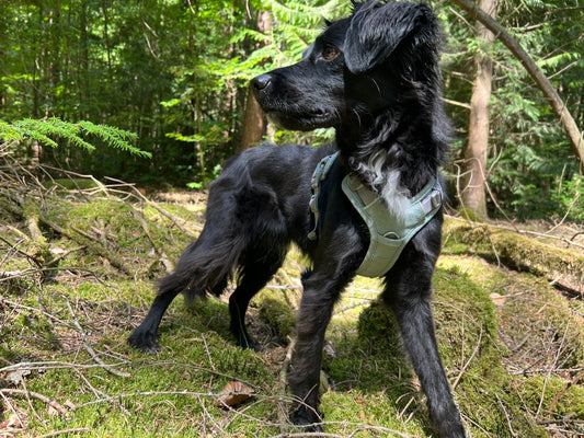 Trixie - Premium Active Geschirr, Salbei