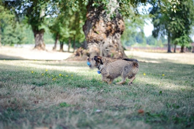 Chuckit Hund Spielzeug Der Pfeifer