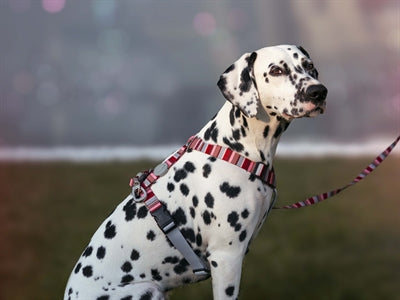 Morso Hundegeschirr H-Leine Recycelt Skyline Rot/Rosa